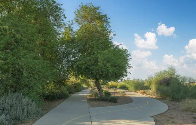 a winding road with a tree on the side of the road