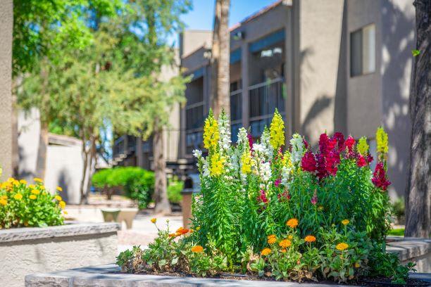 Plants In Courtyard at Rio Seco Apartments, Tucson, Arizona