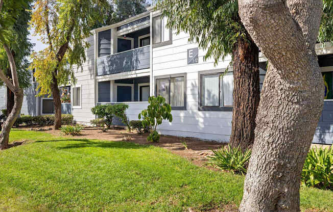 A tree is in front of a building with a balcony.