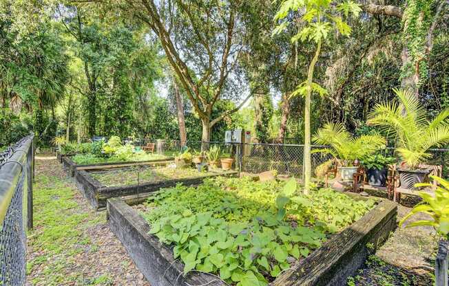 Garden with Raised Beds Surrounded by Trees