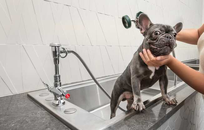 a dog is being washed in a kitchen sink