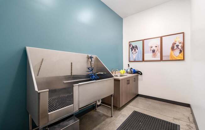 A dog grooming station with a blue wall and pictures of dogs on the wall.
