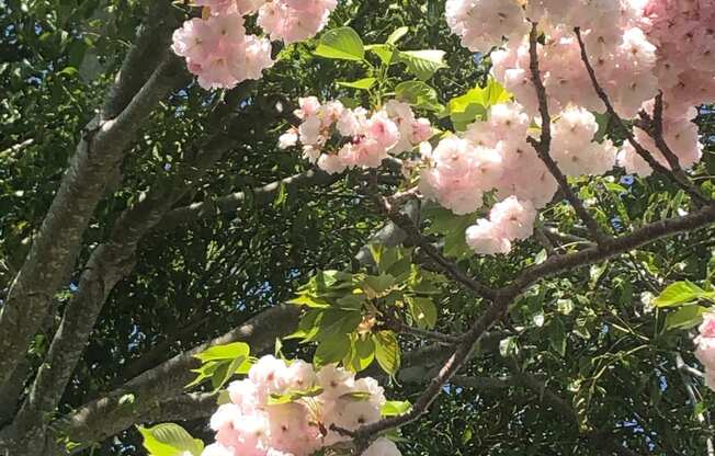 Tree in Bloom