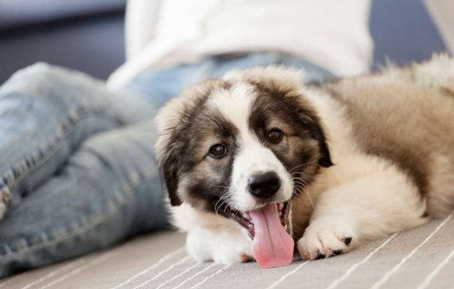 Fairgate Dog sitting with owner