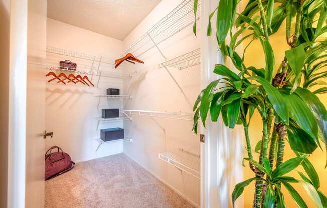 a walk in closet with a plant and white closets