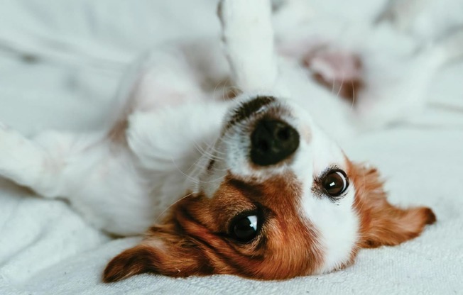 Amerige Pointe Pet Policy Dog Laying Upside Down