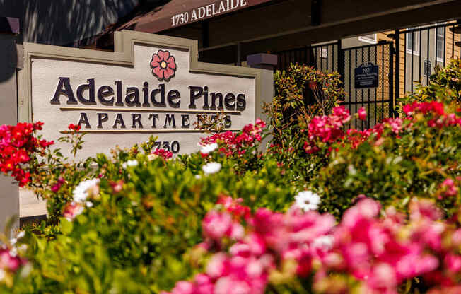 Adelaide Pines