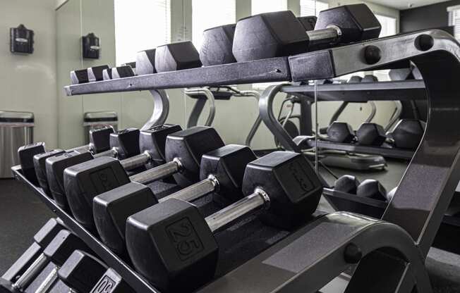 a row of dumbbells in a gym