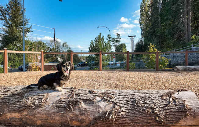 A dog is sitting on a log in a fenced area.