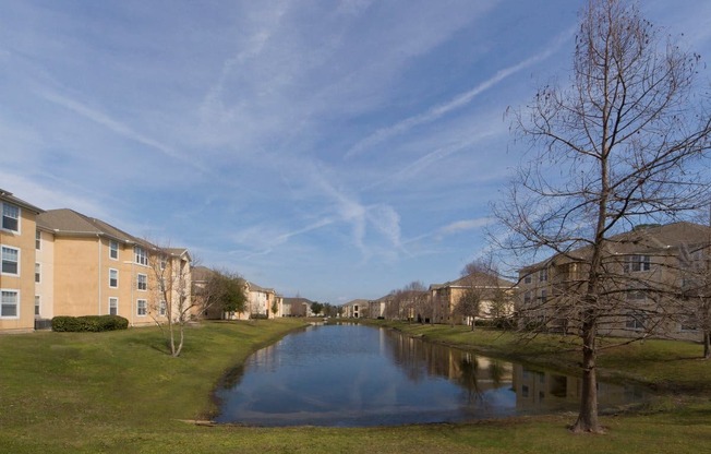 A tree stands next to a body of water in front of apartment buildings.