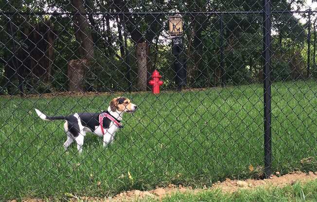 Dog Park at Briar Hills Apartments in Omaha, NE