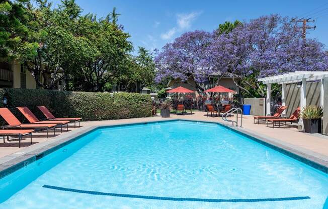 a swimming pool with lounge chairs and umbrellas and a jacaranda tree in