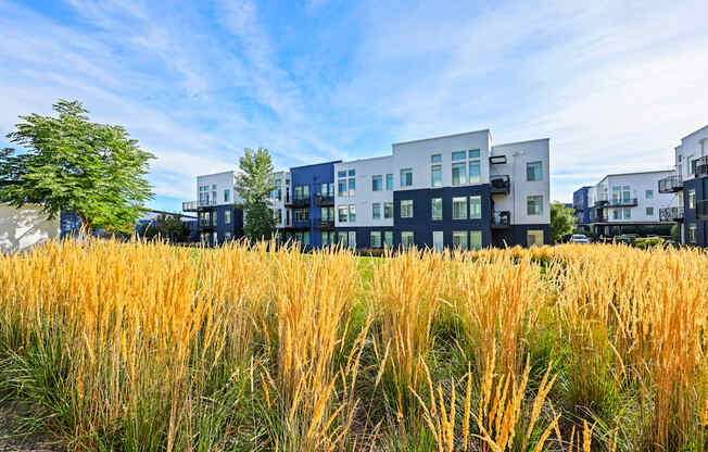 A field of tall grass in front of a row of modern buildings.