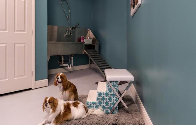 Pet-friendly pet spa at Berkshire Ninth Street, Durham, NC