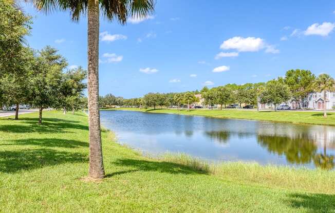 a small lake with a palm tree in front of it