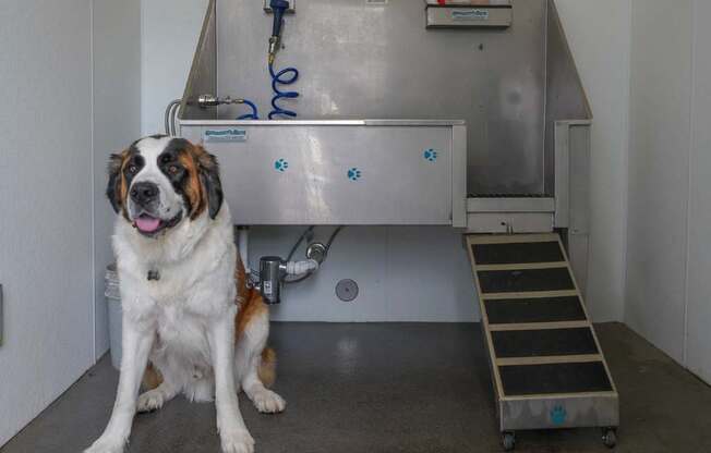 A dog is sitting in front of a stainless steel sink.