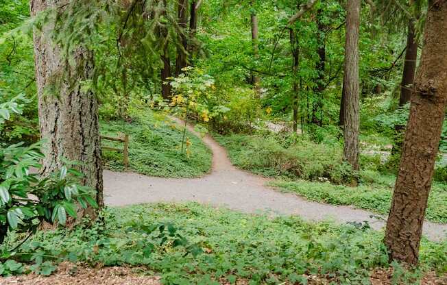 A winding dirt trail through a forest.