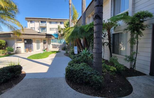 The palm tree lined courtyard leading to the office and pool.