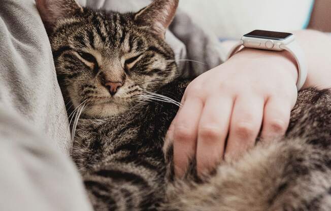 a cat laying on a person with a watch on their hand