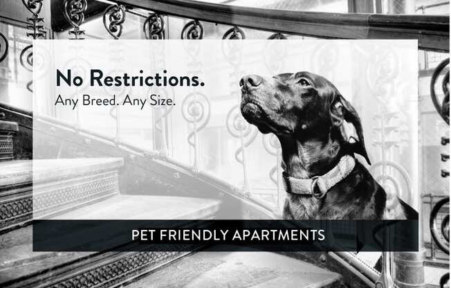 Grand & Dale Apartments pet friendly
