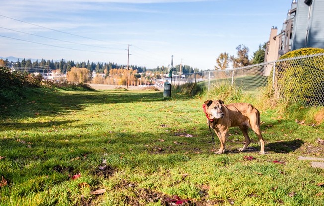 Tacoma Apartments - The Lodge at Madrona Apartments - Dog Park