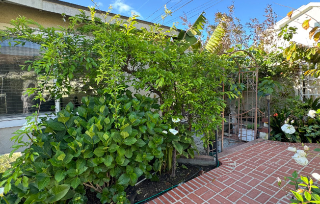 1b/1b at Plams / Kelton Ave, Los Angeles CA