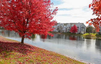 a tree with red leaves next to a lake