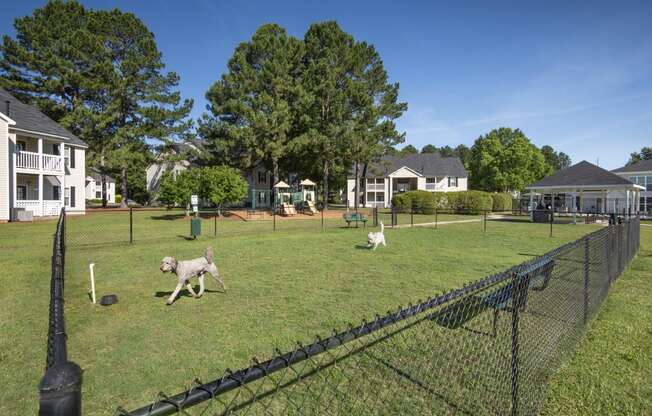 two dogs running in a fenced in area with houses in the background