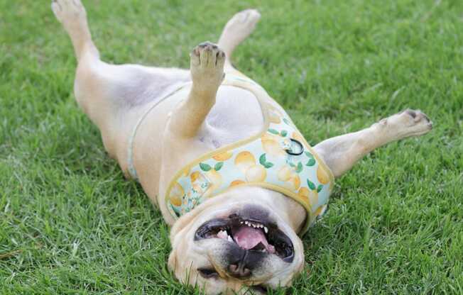 a dog laying on its back in the grass with its mouth open at North Grove, Riverside, CA 92501  