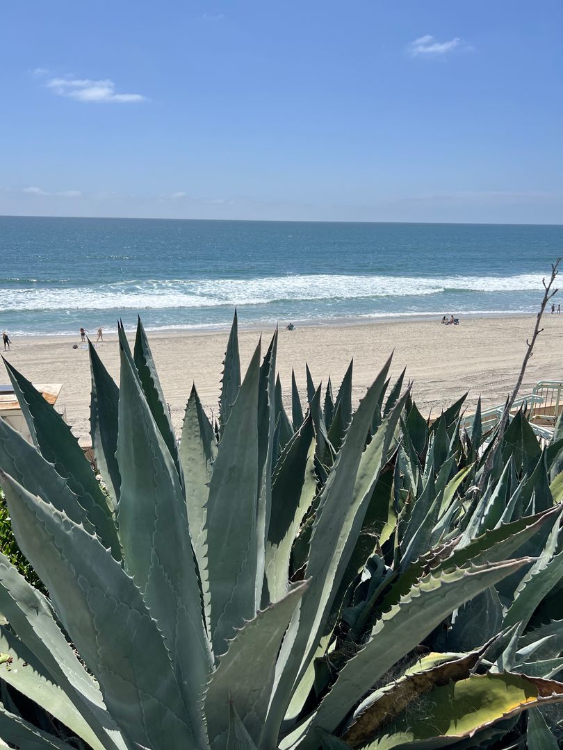Sea Chase (Acacia Avenue)