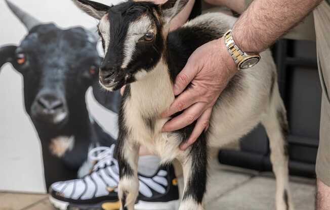 Goat Blocks in Portland, Oregon Lifestyle