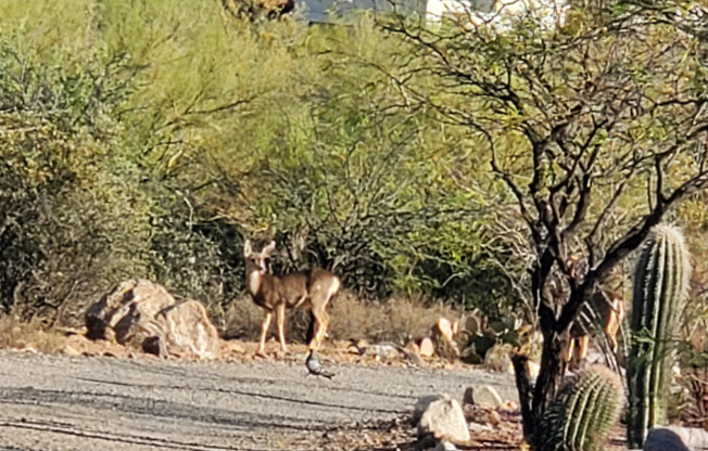 4000 W AJO HWY