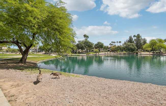 Two birds are walking on the ground near a body of water.