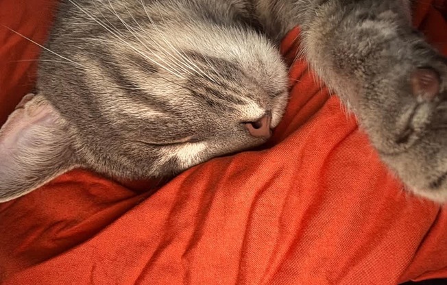 A cat is sleeping on an orange pillow.