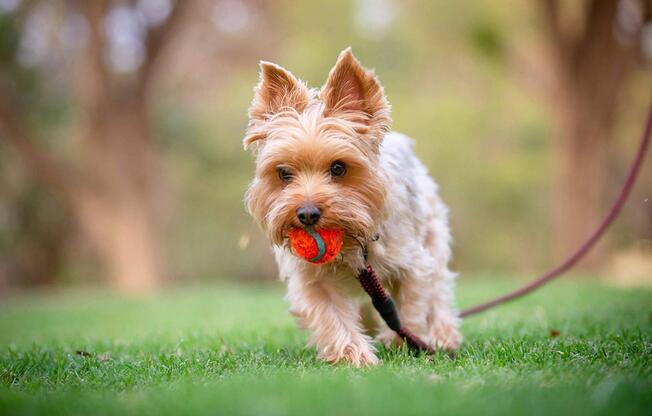 Dog wth red ball - GettyImages-1054915876.jpg