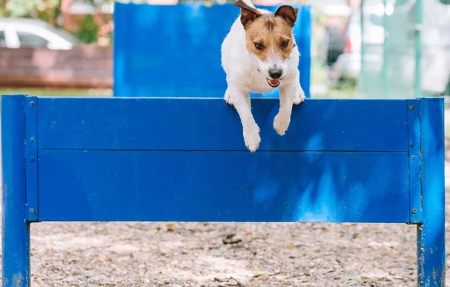 a small dog jumping over a blue bench