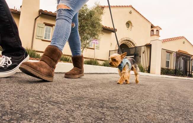 a woman walking a dog on a leash in the street