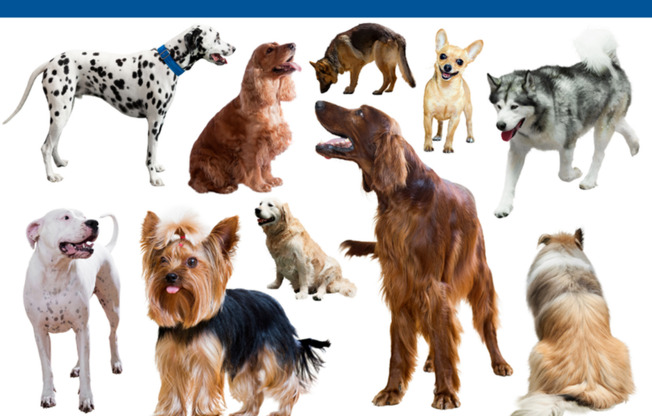 Pet Welcome- No Breed or Weight Restrictions for Dogs