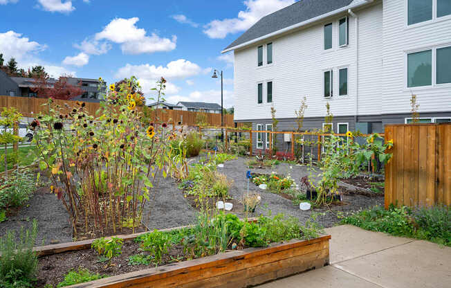 a garden with sunflowers in a yard next to a house