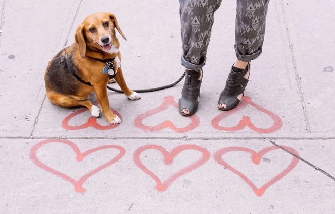 Dog sitting on the sidewalk next to a person at Sono Central Residential, Norwalk