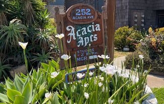 Sea Chase (Acacia Avenue)