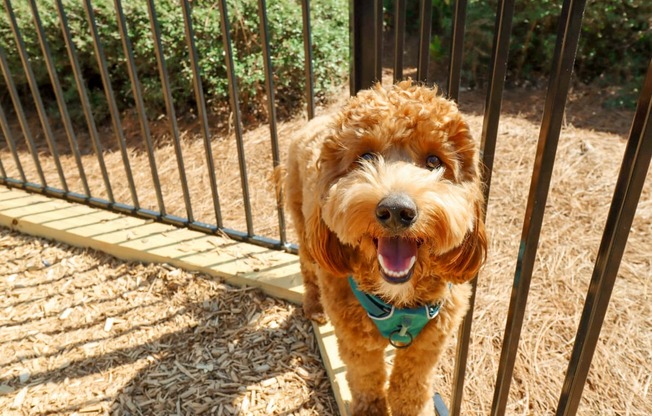a brown dog standing on a wooden platform next to a metal fence