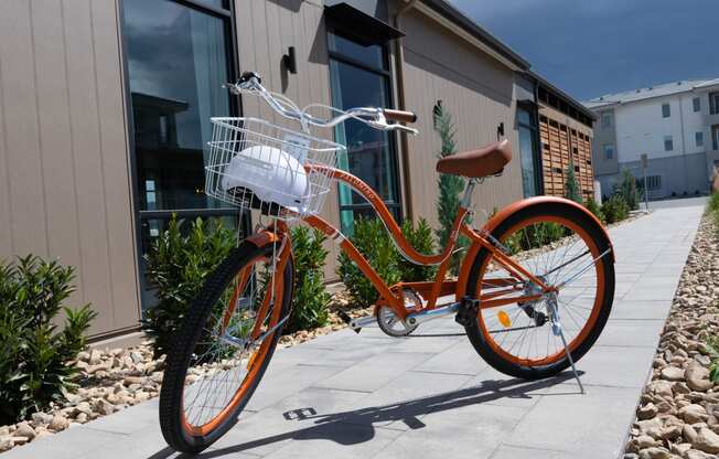 Palomino Cruiser