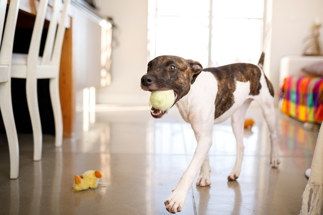 Dog-Proofing Your Apartment & Other Tips for Renting with Dogs