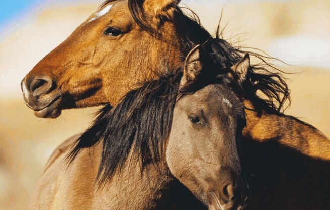 2 beds, 2 baths, 1,320 sqft, $3,195, Unit 303