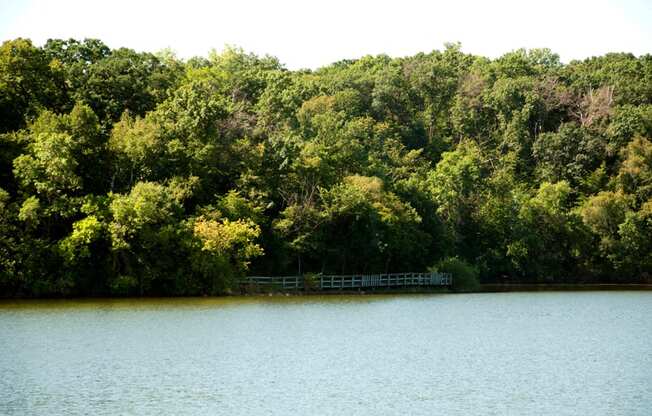 lake with trees on the other side