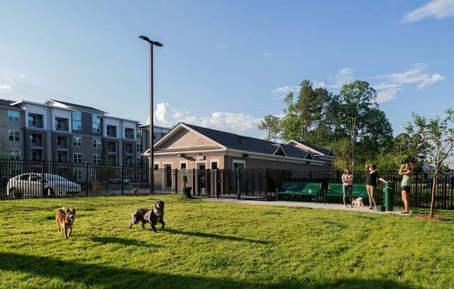A group of people are playing with dogs in a grassy area.