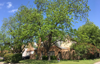 1603 W Rosewood Ave A