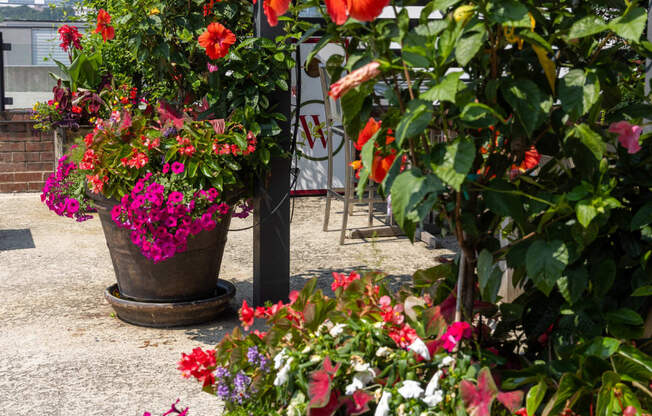 a variety of flowers in large pots on a patio