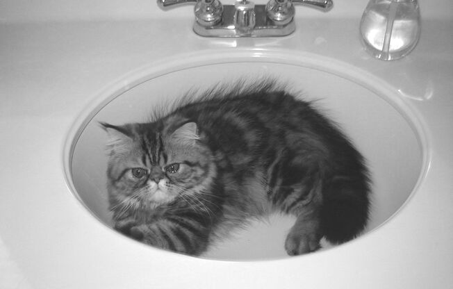 1 bed, 1 bath, 700 sqft, $1,100, Unit 183